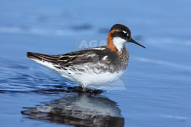 Red-necked Phalarope (Phalaropus lobatus) female taken the 15/06/2022 at Barrow - Alaska - USA stock-image by Agami/Aurélien Audevard,