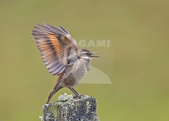 Displaying male Stout-billed Cinclodes (Cinclodes excelsior) in Colombia. stock-image by Agami/Pete Morris,