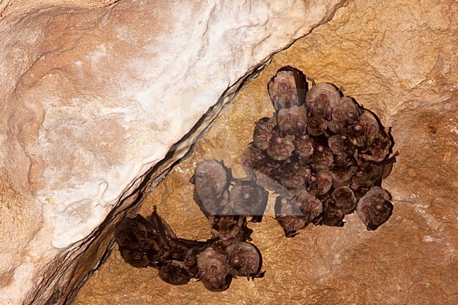 Groep slapende Grote Hoefijzerneuzen; Group of sleeping Greater Horsshoe Bats stock-image by Agami/Theo Douma,