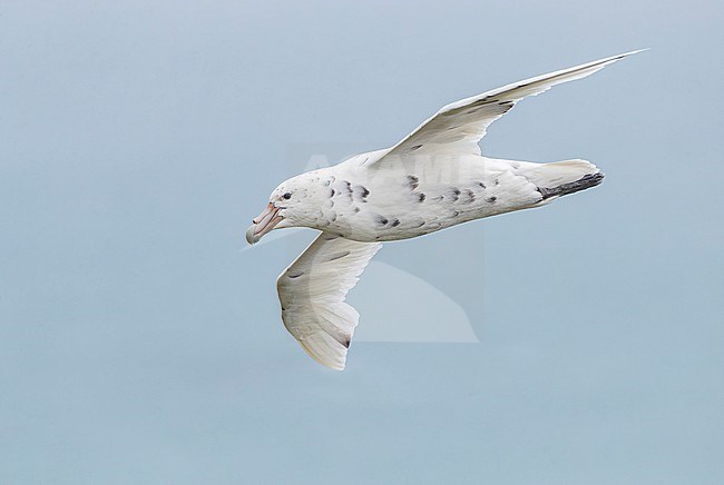 White phase Southern Giant Petrel (Macronectes giganteus) flying over Macquarie Island, subantarctic New Zealand. Also known as Stinker or Stinkpot. stock-image by Agami/Marc Guyt,