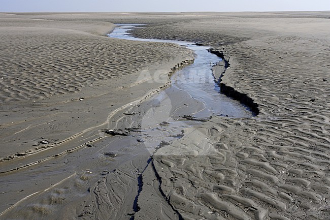 Plaat van Valkenisse in the Westerschelde Netherlands, Plaat van Valkenisse in de Westerschelde Nederland stock-image by Agami/Jacques van der Neut,
