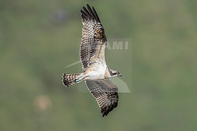 Probably first winter female Osprey (Pandion haliaetus) in Caldeira, Corvo, Azores, Portugal. stock-image by Agami/Vincent Legrand,