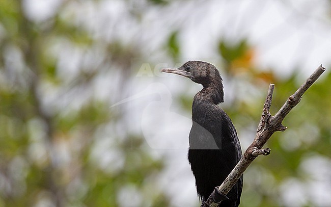 Little Cormorant (Microcarbo niger) perched in bush at Pak Thale, Thailand stock-image by Agami/Helge Sorensen,