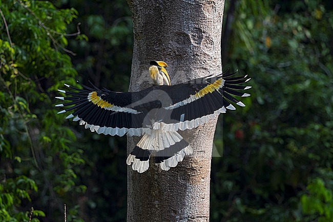 An adult male Great Hornbill (Buceros bicornis) is going to land at the nesting hole to feed the female. stock-image by Agami/Mathias Putze,