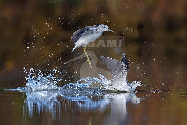 Greenshank (Tringa nebularia) in Italy. stock-image by Agami/Daniele Occhiato,