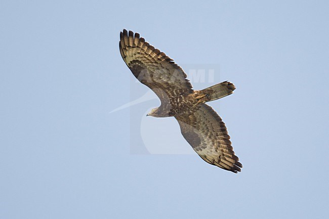 Wespendief  vliegend; Honey Buzzard flying stock-image by Agami/Harvey van Diek,