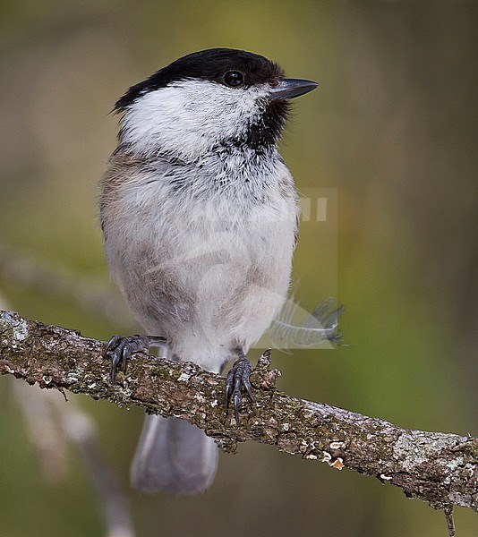 Willow Tit - Weidenmeise - Poecile montanus ssp. montanus, Austria stock-image by Agami/Ralph Martin,