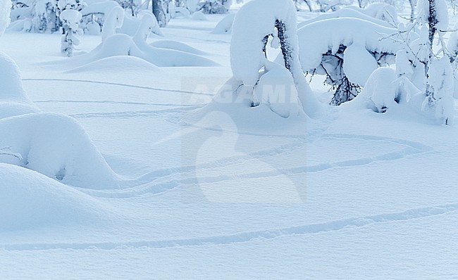 Moerassneeuwhoen in de sneeuw, Willow Ptarmigan in snow stock-image by Agami/Markus Varesvuo,