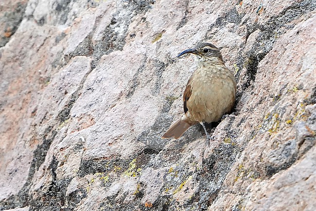 White-throated earthcreeper (Upucerthia albigula) in Chile. stock-image by Agami/Dani Lopez-Velasco,