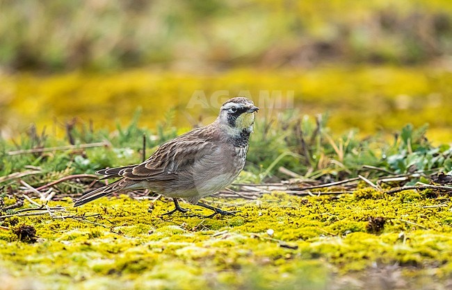 American Horned Lark sitting on the ground of Staines Reservoirs in Surrey, UK. February 4, 2018. stock-image by Agami/Vincent Legrand,