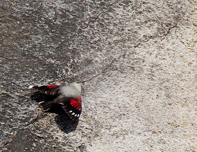 Adult male Wallcreeper (Tichodroma muraria) spreading it's beautiful ruby red wings on a steep rockface in Belgium stock-image by Agami/Edwin Winkel,