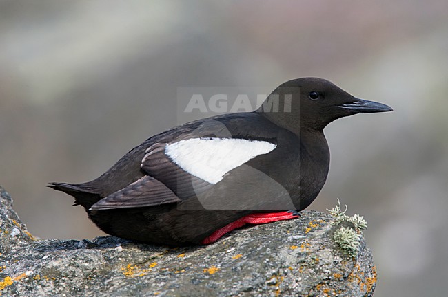 Zwarte Zeekoet, Black Guillemot, Cepphus grylle arcticus stock-image by Agami/Hugh Harrop,