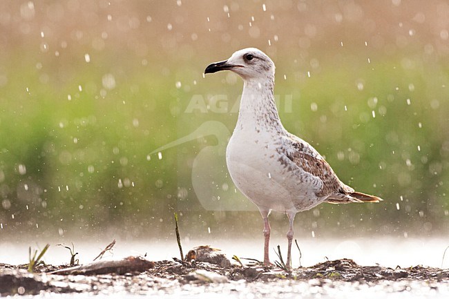Pontische Meeuw staand in de regen; Caspian Gulls standing in the rain stock-image by Agami/Marc Guyt,