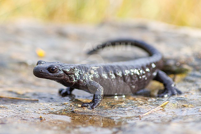 Lanza’s (Alpine) Salamander (Salamandra lanzai) taken the 13/09/2022 at Ristolas - France. stock-image by Agami/Nicolas Bastide,