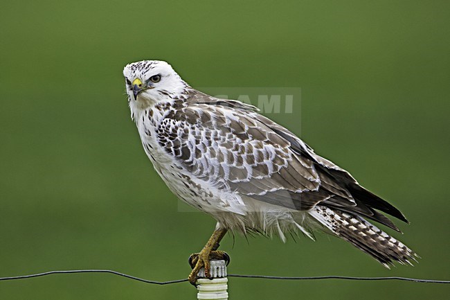Buizerd zittend op een paaltje; Common Buzzard perched on a pole stock-image by Agami/Rob Olivier,