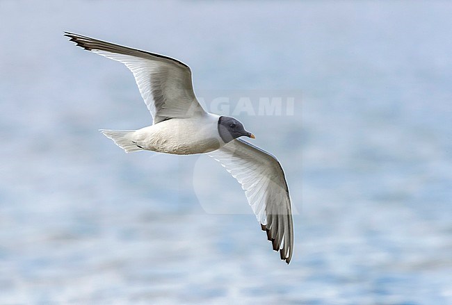 Adult Sabine's Gull flying in Virelles, Namur, Belgium. September 2016. stock-image by Agami/Vincent Legrand,