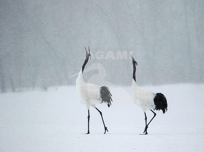 Wintering Red-crowned Crane, Grus japonensis, near Kushiro, Hokkaido, Japan. Pair displaying in heavy snow fall. stock-image by Agami/Pete Morris,