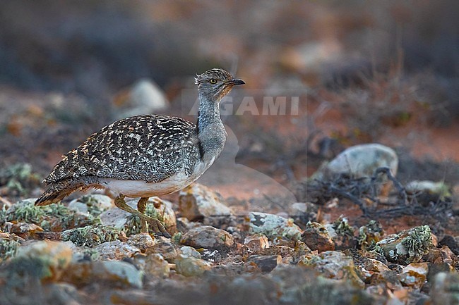 Houbara Bustard (Chlamydotis undulata fuertaventurae) on the Canary Island of Fuerteventura. This subspecies is highly restricted and endangered, with less then 500 birds left in the wild. stock-image by Agami/Daniele Occhiato,