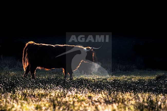 Highland Cow, Bos taurus ss stock-image by Agami/Wil Leurs,