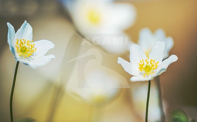 Close-up van Bosanemoon bloemen, Close-up of Wood anemone flowers stock-image by Agami/Wil Leurs,