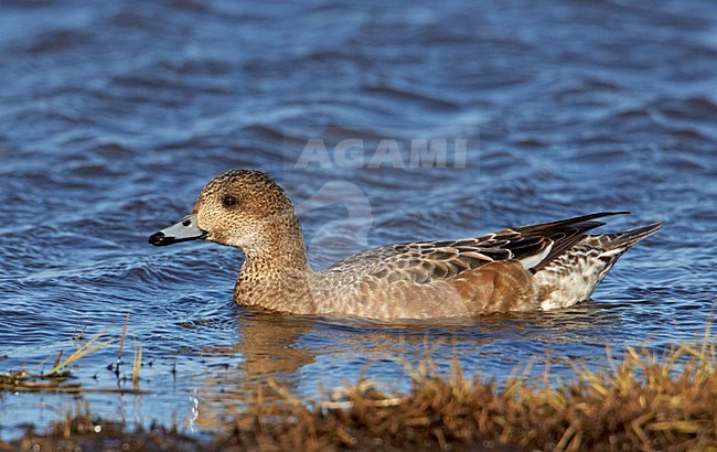 Smient vrouwtje foeragerend; Eurasian Wigeon female foraging stock-image by Agami/Markus Varesvuo,