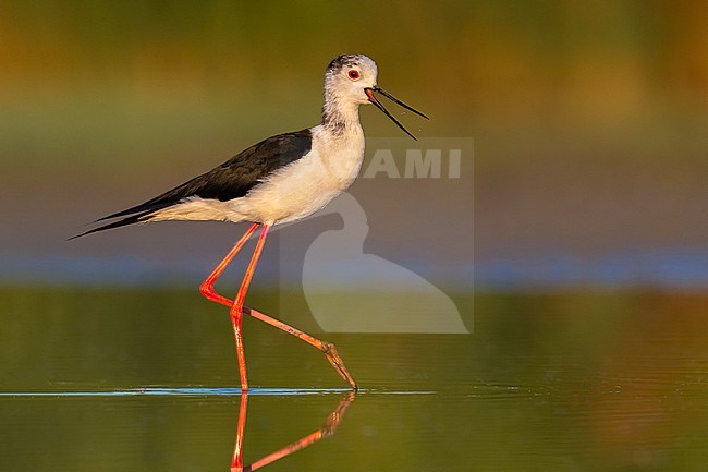 Adult Black-winged Stilt (Himantopus himantopus) in Italy. stock-image by Agami/Daniele Occhiato,
