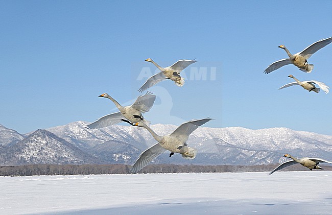 Wintering Whooper Swans (Cygnus cygnus) on Hokkaido, Japan stock-image by Agami/Pete Morris,