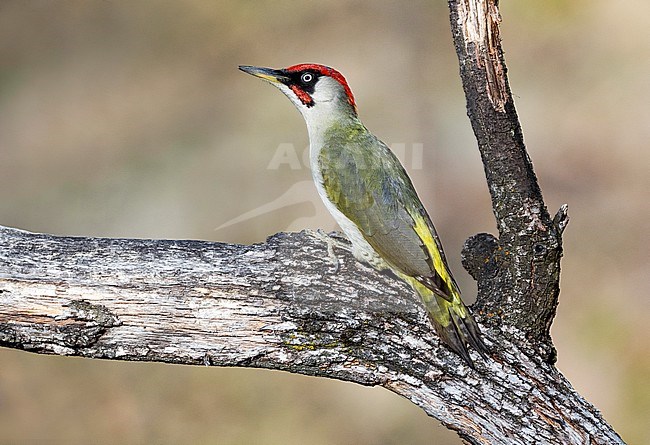 Alert male European Green Woodpecker (Picus viridis) perched on a horizontal branch in a woodland in the Aosta Valley in Italy. stock-image by Agami/Alain Ghignone,
