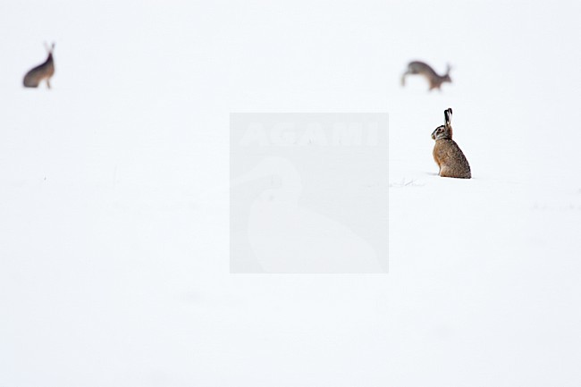 Europese Haas in de sneeuw, European Hare in the snow stock-image by Agami/Menno van Duijn,