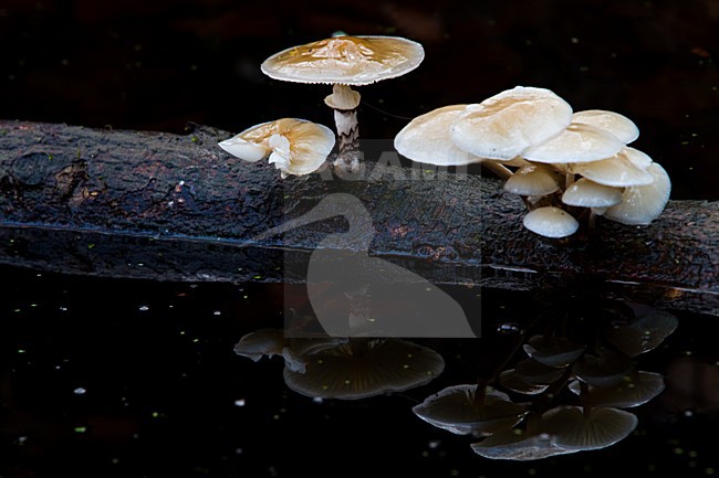 Porseleinzwam, Porcelain fungus, Oudemansiella mucida stock-image by Agami/Menno van Duijn,