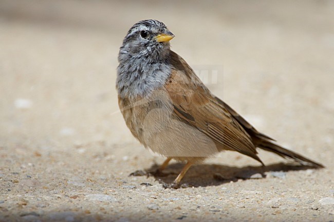 Huisgors zittend op de grond; House Bunting perched on the ground stock-image by Agami/Daniele Occhiato,