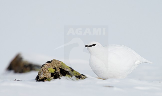 Alpensneeuwhoen in de sneeuw, Rock Ptarmigan in the snow stock-image by Agami/Markus Varesvuo,