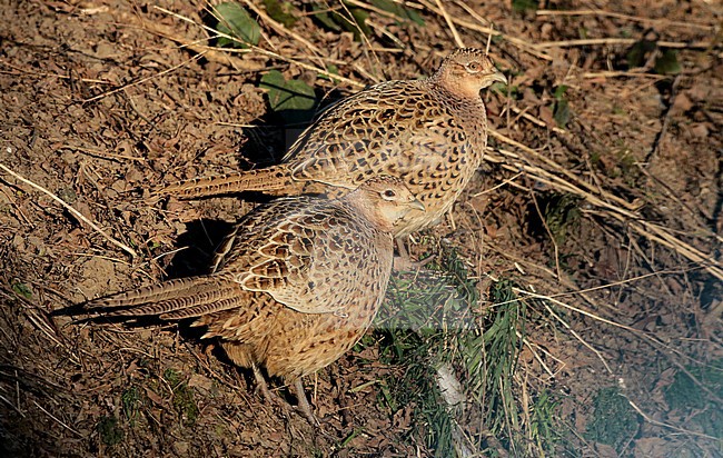 Common Pheasant, Phasianus colchicus two females standing, seen from the side. stock-image by Agami/Fred Visscher,