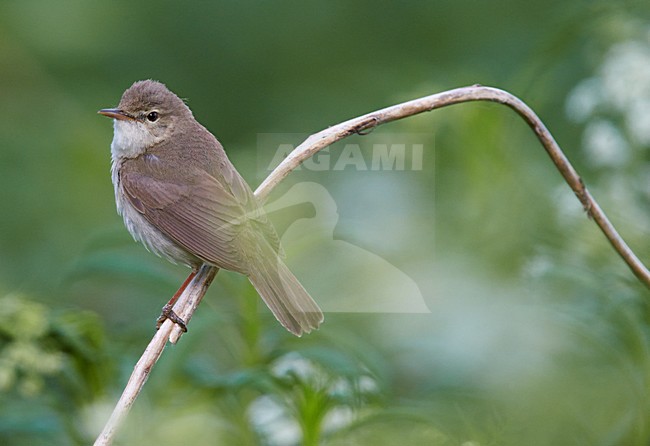 Struikrietzanger zittend op tak; Blyths Reed Warbler perched on branch stock-image by Agami/Markus Varesvuo,