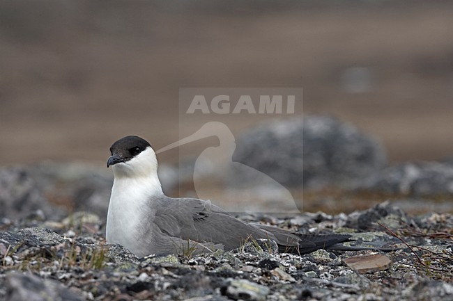 Kleinste Jager in broedgebied; Long-tailed Skua  in breeding habitat stock-image by Agami/Jari Peltomäki,