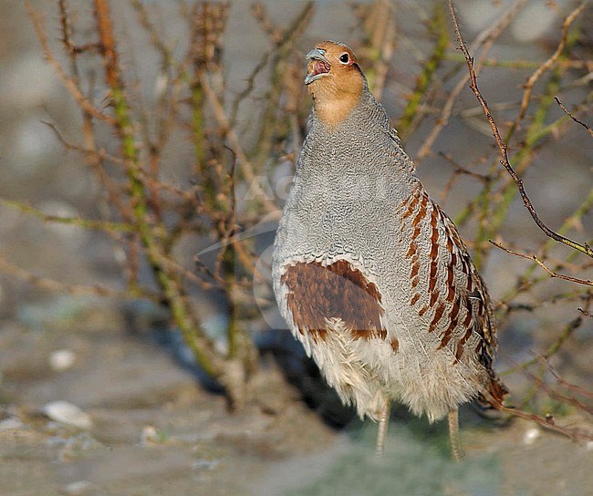 Grey Partridge (Perdix perdix) male calling in a field stock-image by Agami/Rene Pop ,