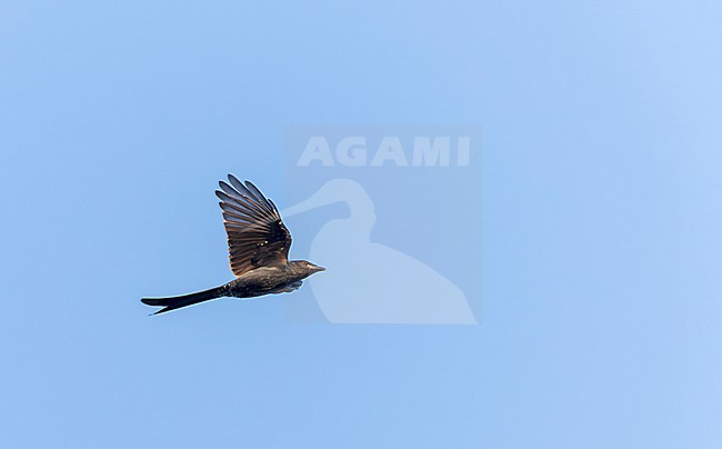 Black Drongo (Dicrurus macrocercus) in India. stock-image by Agami/Marc Guyt,