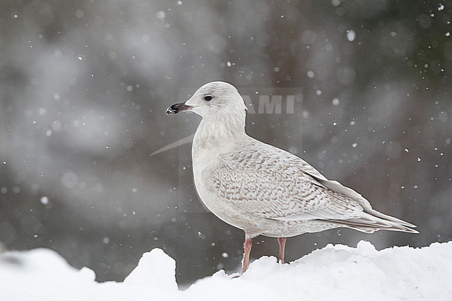 Kumliens Meeuw, Kumlien's Gull, Larus glaucoides kumlieni stock-image by Agami/Chris van Rijswijk,