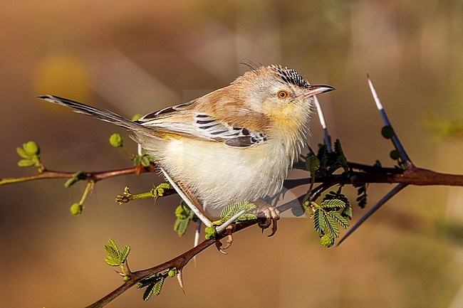 Adult female Cricket Longtail, Spiloptila clamans, perched on a branch of acacia in Oued Jenna, Western Sahara. stock-image by Agami/Vincent Legrand,