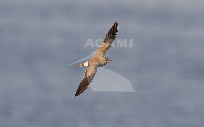 Adult Collared Pratincole (Glareola pratincola) in winter plumage flying, photo above. Israel stock-image by Agami/Markku Rantala,