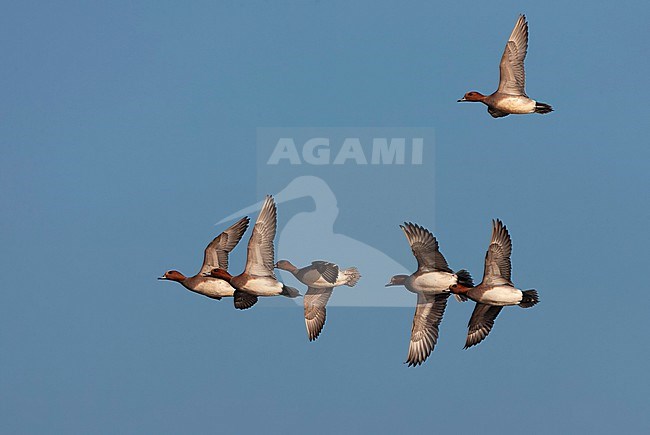 Eurasian Wigeon (Anas penelope) wintering in the Netherlands. stock-image by Agami/Marc Guyt,