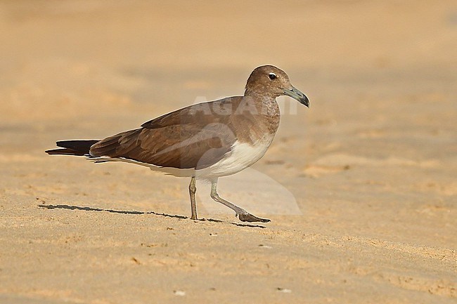 The Sooty Gull (Ichthyaetus hemprichii) is a common bird at the coast of the Arabian Peninsula stock-image by Agami/Eduard Sangster,