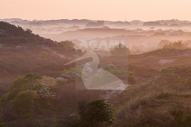Landscape dunes of Berkheide at dawn in Katwijk, Netherlands. Nature image from Holland. stock-image by Agami/Menno van Duijn,
