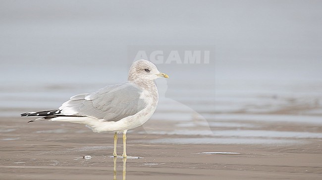 Short-billed gull (Larus brachyrhynchus) in North America.
Also know as Mew Gull. stock-image by Agami/Ian Davies,