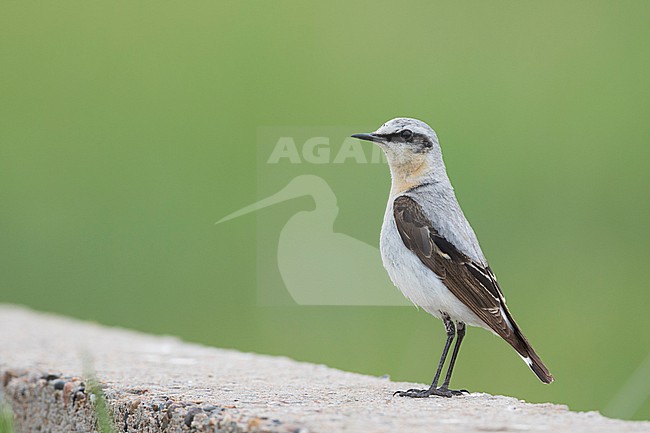Northern Wheatear - Steinschmätzer - Oenanthe oenanthe oenanthe, Russia (Baikal), adult male stock-image by Agami/Ralph Martin,