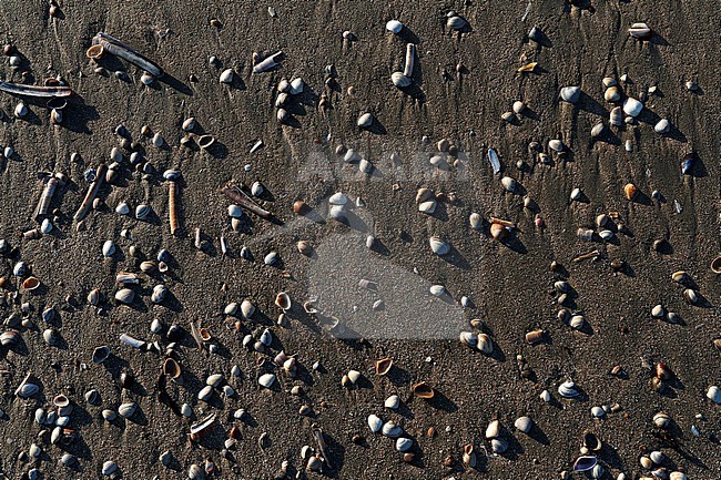 Shells lying on the beach of Zandvoort, Netherlands stock-image by Agami/Marc Guyt,