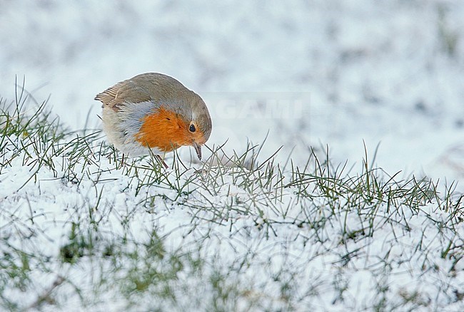 European Robin IErithacus rubecula) in Finland. Foraging in spring snow. stock-image by Agami/Markus Varesvuo,