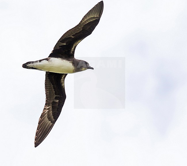 Phoenix petrel, Pterodroma alba. Photographed during a Pitcairn Henderson and The Tuamotus expedition cruise. stock-image by Agami/Pete Morris,