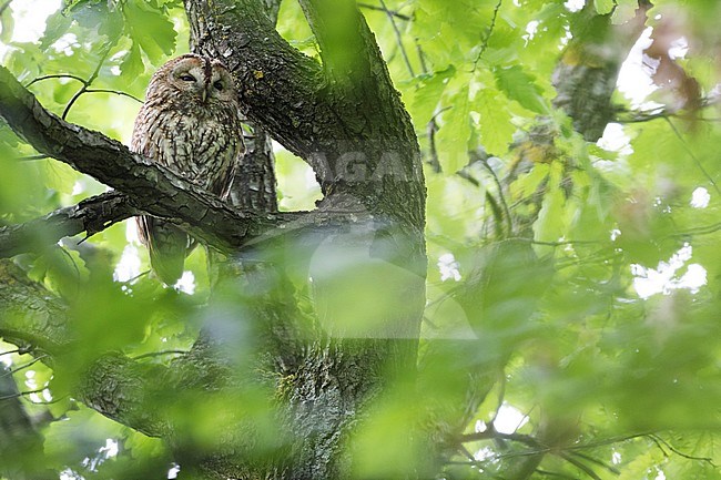 Tawny Owl - Waldkauz - Strix aluco aluco, Germany, adult stock-image by Agami/Ralph Martin,