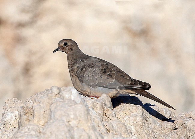 Mourning Dove (Zenaida macroura) at the shore of Mono lake, USA. stock-image by Agami/Marc Guyt,